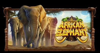 African Elephant